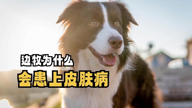 边牧患上皮肤病，是健康亮红灯！