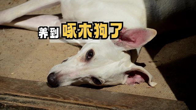 早知道这么好用就养条狗了，买什么电钻啊