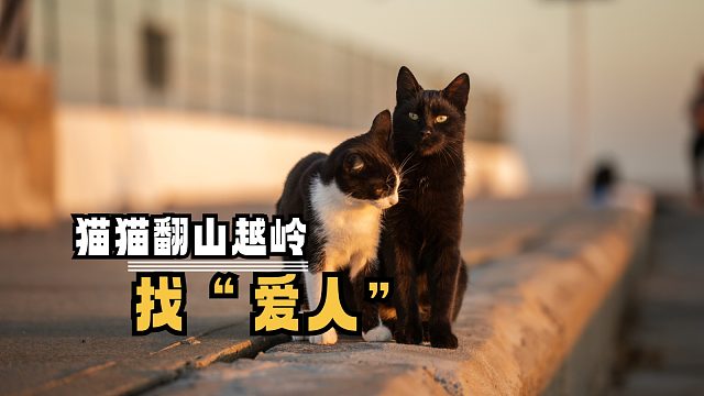为了与“爱人”见面，小猫翻山越岭