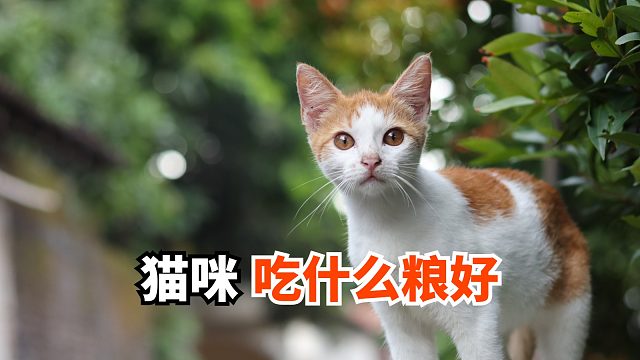 错过这款猫粮，你可能会后悔！