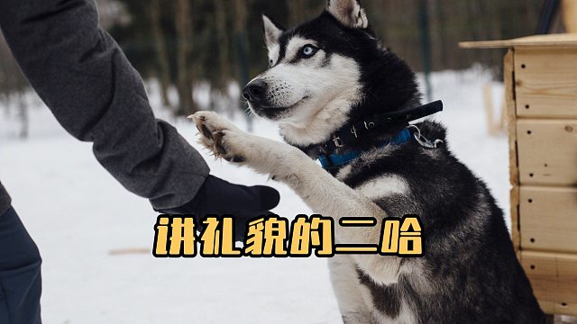 这二哈也太讲礼貌了，见面就给磕一个！