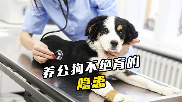 公狗绝育的三大真相！90%主人后悔看晚了