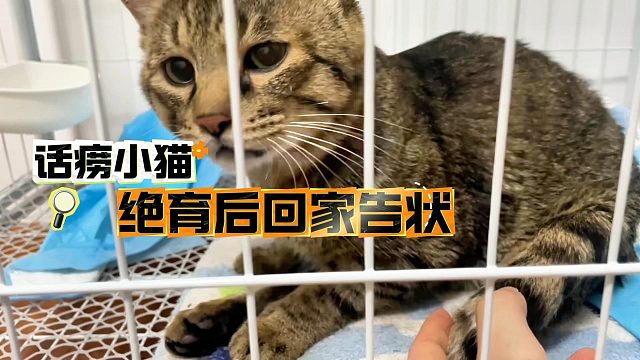 话痨小猫绝育后回家告状，委屈地骂了一晚上