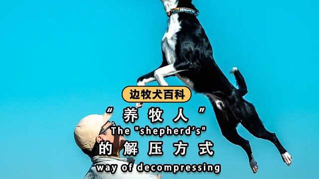 养边牧后，你能收获这些解压方式！