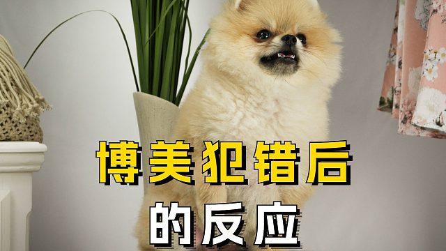 狗子犯错后的反应，怎么可以这么统一