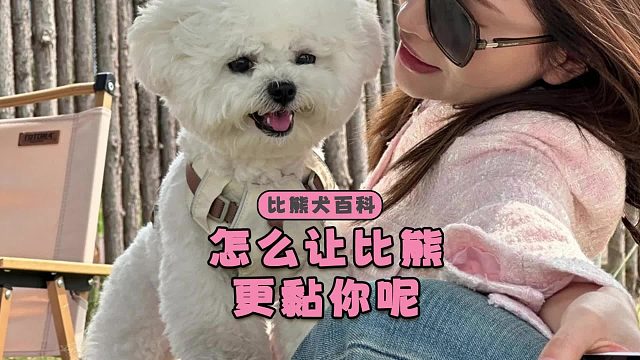 只需3招，让你家比熊黏你更疯狂！