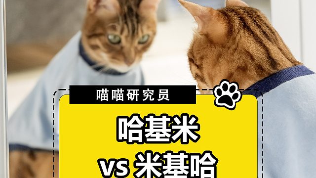 当猫咪遇上镜子，这次真的棋逢对手了