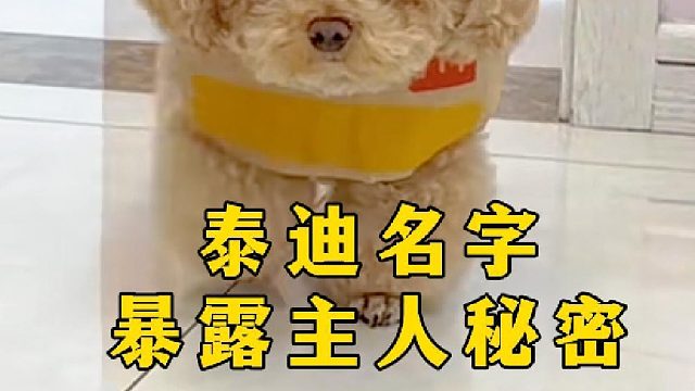 给泰迪取名绕不过这几个类型，快看看你是吗！