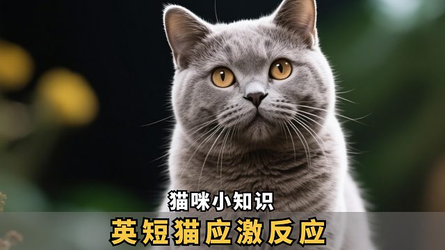 英短猫不对劲？这些或是应激反应的信号