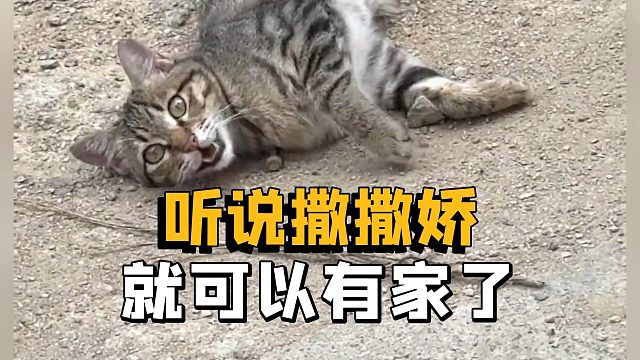 你看咪都翻肚皮了，还不带咪走吗？