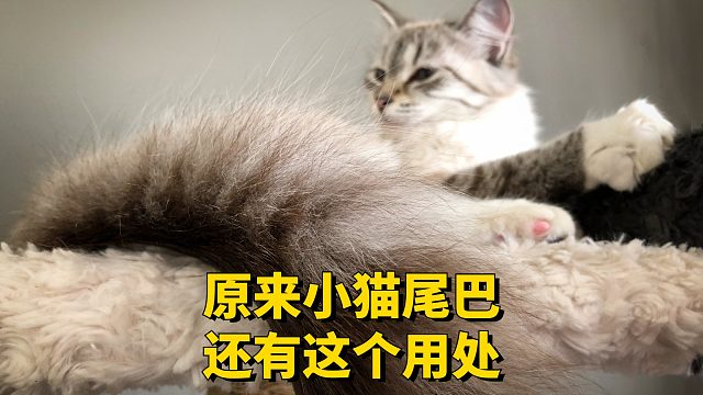 原来尾巴长是这个用处呀，简直就是撩猫神器