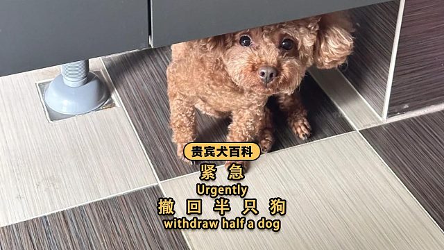 泰迪心眼子有多贼？对方紧急撤回半只狗