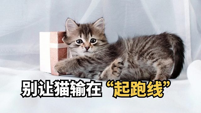 别亏了毛孩子，含肉量高的猫粮快安排