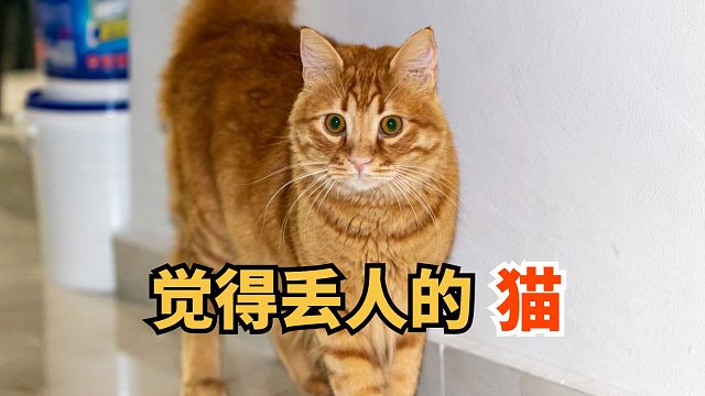 猫；你夹吧 我都懒得搭理你