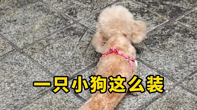 一只小狗这么会演戏？它是想干什么？