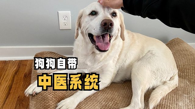 可爱的狗狗大夫，你家有吗？