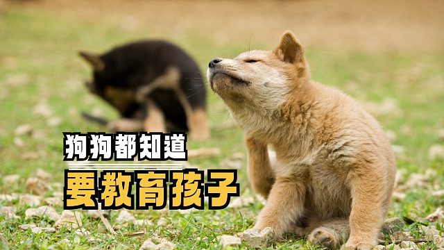 你看，狗狗都知道好好教育自己的孩子