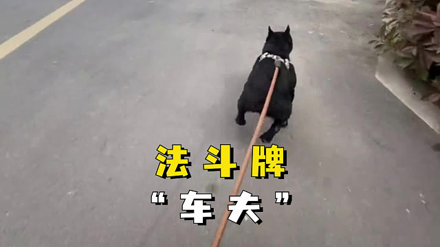 法斗牌“车夫”，动力十足！