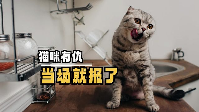 猫咪和主人相爱相杀，太好玩了吧
