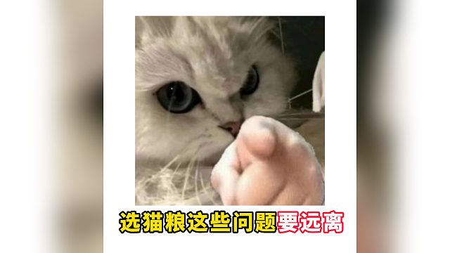 新手选猫粮必修课，这些问题要远离！