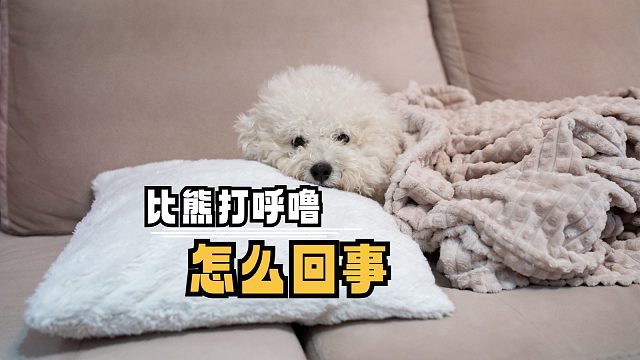 比熊打呼噜，是健康警报还是天然习性？