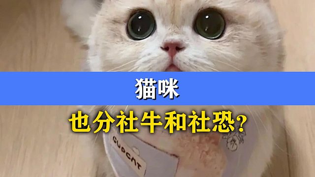 猫咪也分社牛和社恐，这也太逗了吧