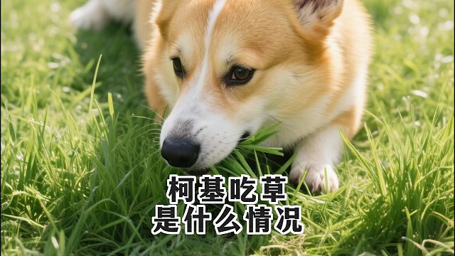 柯基痴迷吃草，是这些原因在作祟