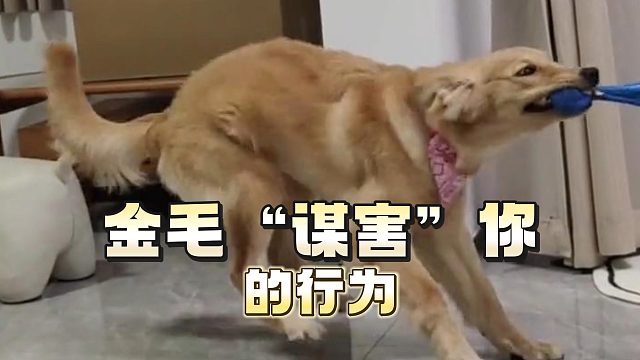 吓傻！原来金毛这些举动是在“谋害”你