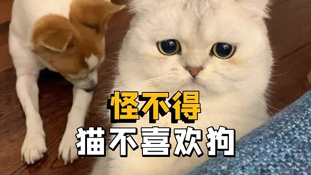 怪不得猫猫，不喜欢跟狗玩呢