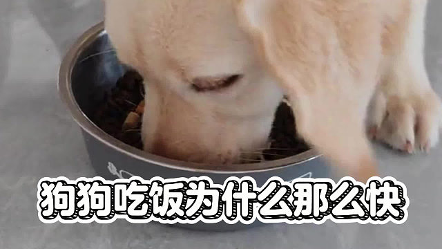 狗狗吃饭那么快，都不用嚼的吗？