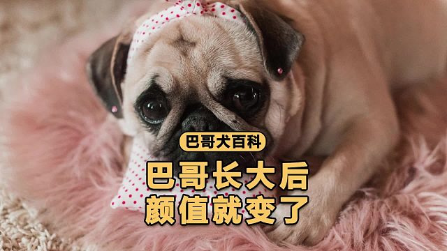 为什么巴哥长着长着，颜值就变了！