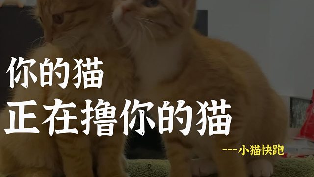 什么？居然在猫身上吃到了狗粮