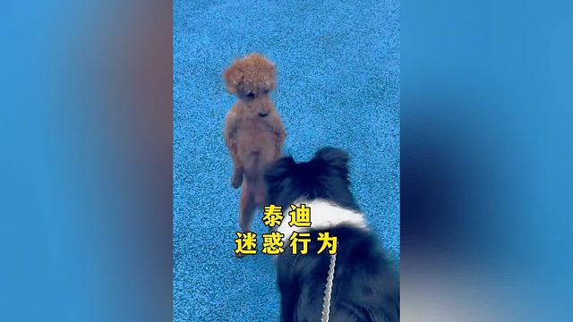 泰迪：别笑，我这么做都有我的道理！硬横屏