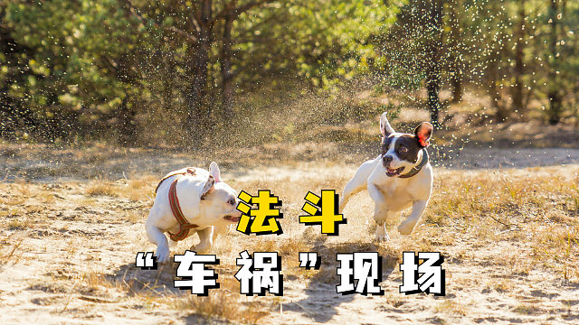 主人：两狗相撞，必有一伤！