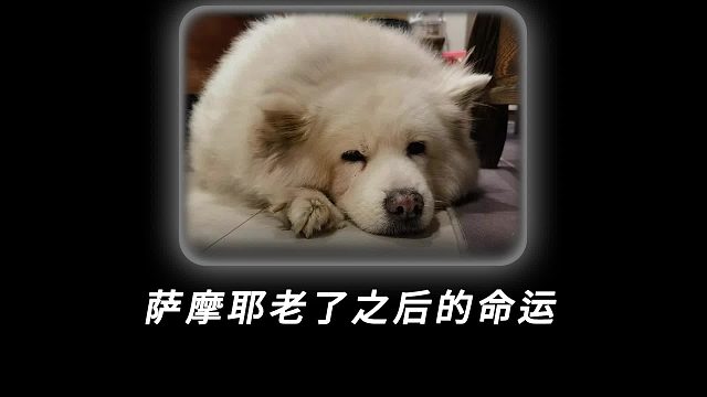 当萨摩耶步入暮年，有人守护，有人弃如敝履