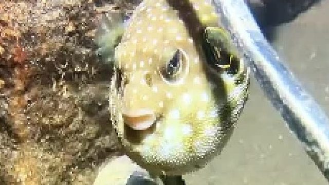 小河豚被潜水员当气球一样拿捏，谁来救救它