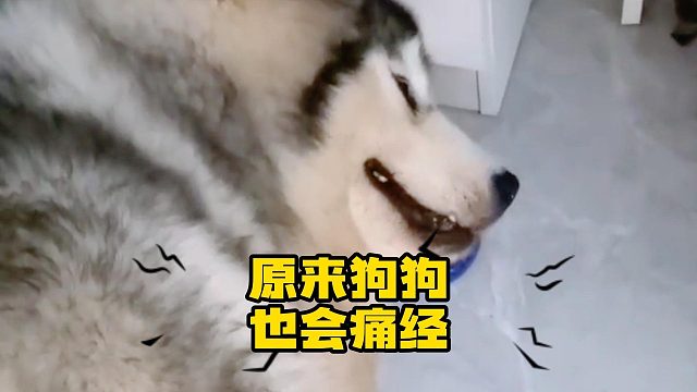 狗狗会来大姨妈我知道，原来还会痛经啊！