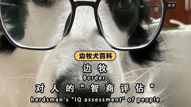 别不信，边牧也会测试你的智商哦！
