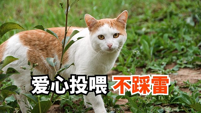 投喂小流浪就选爱心猫粮，专为它们打造的