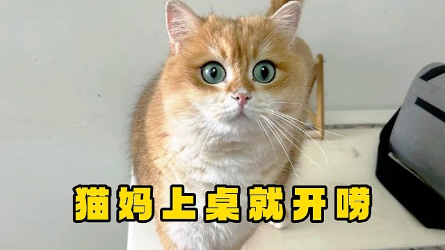 猫妈都上桌聊开了，一看就是老江湖了