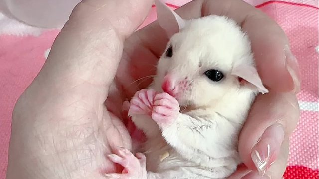 一吃饱就勤快的理毛，好爱干净吖