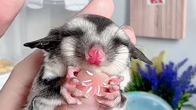 吃饱就焊手上了，一动不动的