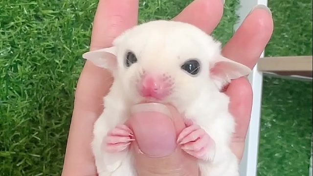 软乎乎的小面团子。