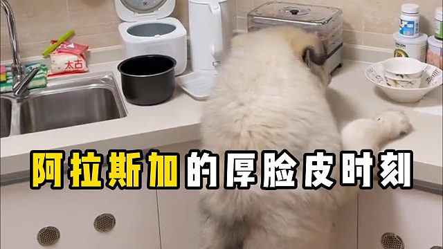 这些时刻的阿拉斯加，是真的很厚脸皮！