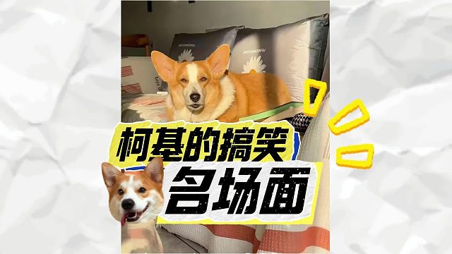 柯基真是快乐源泉，每个都超好笑