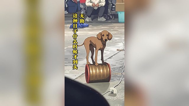 不要让毛孩子再表演了，真看不下去了，请好好善待它