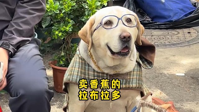 谁能拒绝一只拉布拉多，卖香蕉啊！