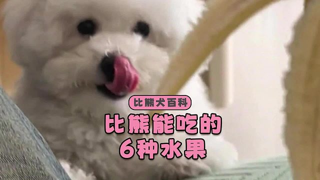 这些水果放心给比熊吃，便宜还营养