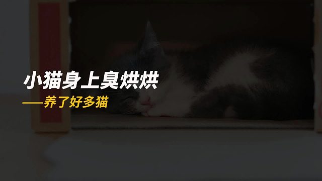 小猫浑身臭烘烘，熏得兄弟绕道走