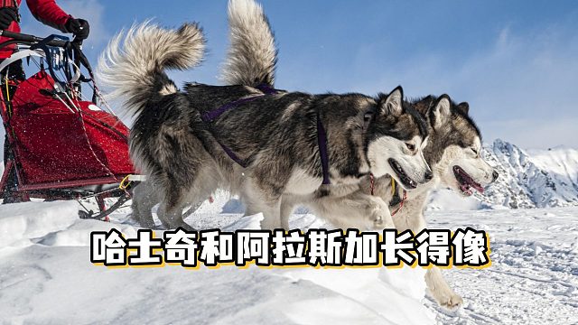 哈士奇和阿拉斯加撞脸，为什么长得这么像